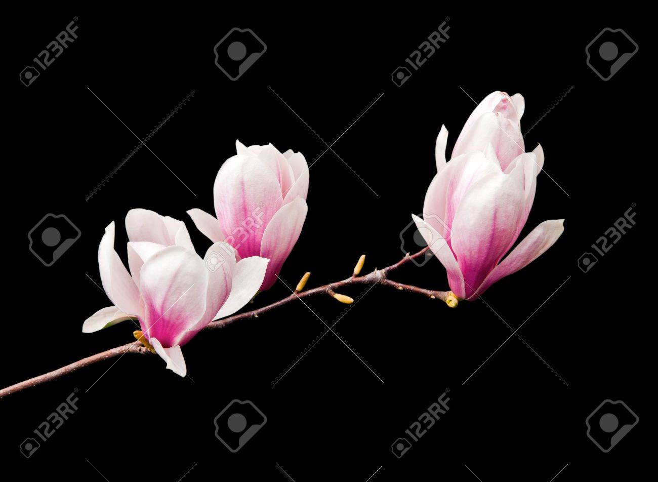 Magnolia on Dark Background