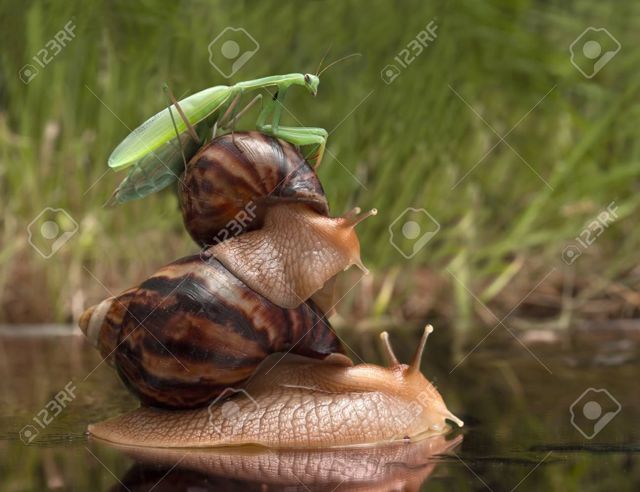 大きなカタツムリを運ぶ小さなカタツムリとカマキリ の写真素材・画像素材. Image 41999635. 大きなカタツムリを運ぶ小さなカタツムリとカマキリ の写真素材・画像素材. Image 41999635.