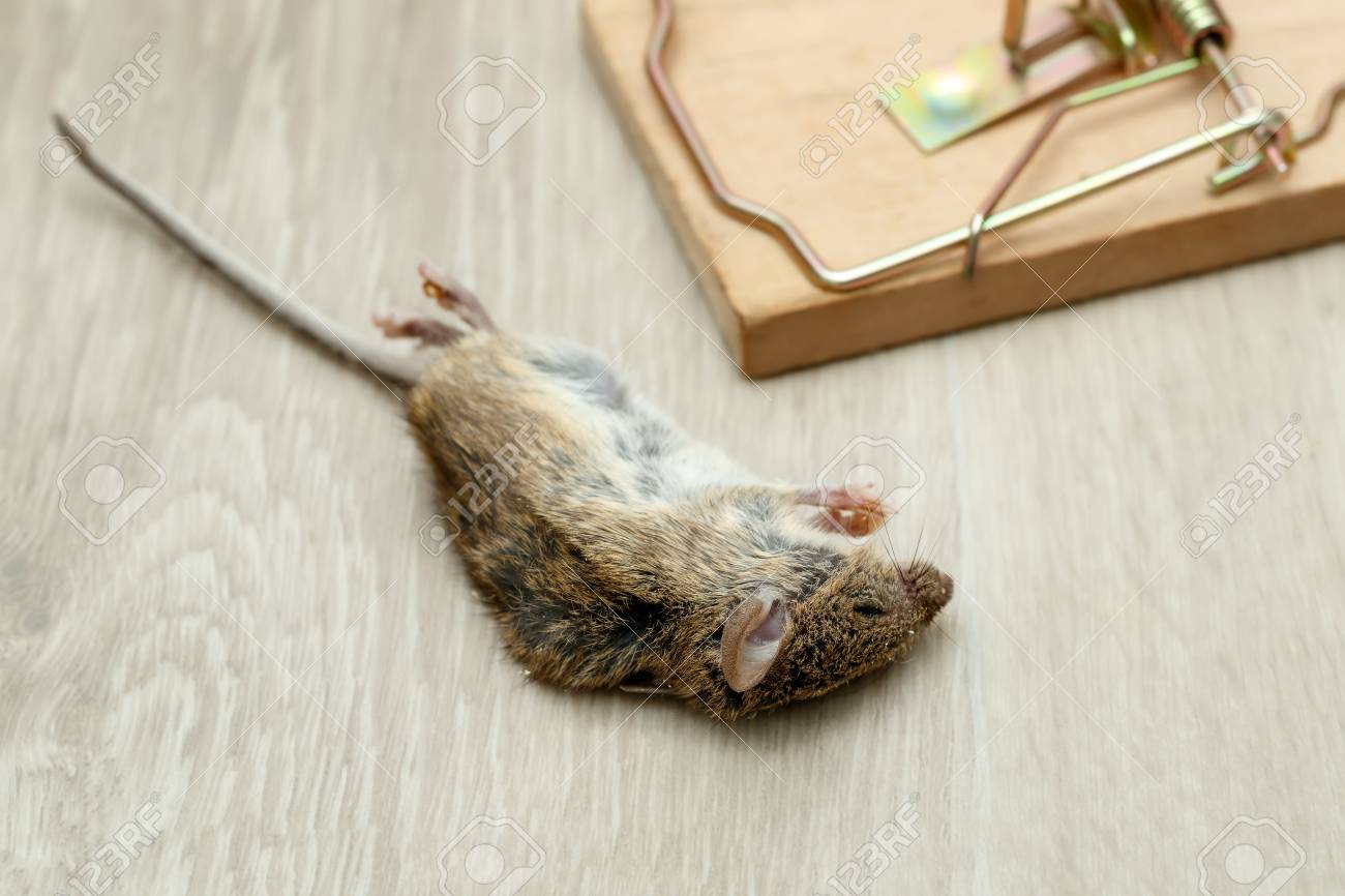 Souris Morte CloseUp Près De Piège À Souris Sur Le Sol Dans La