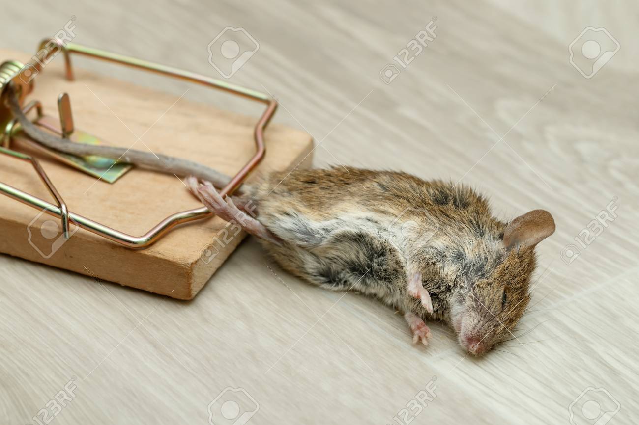 Мышь попалась в мышеловку. Мышь в мышеловке. Мышеловка домик для мышей. Мышь в мышеловке. Мышеловка с мышью.