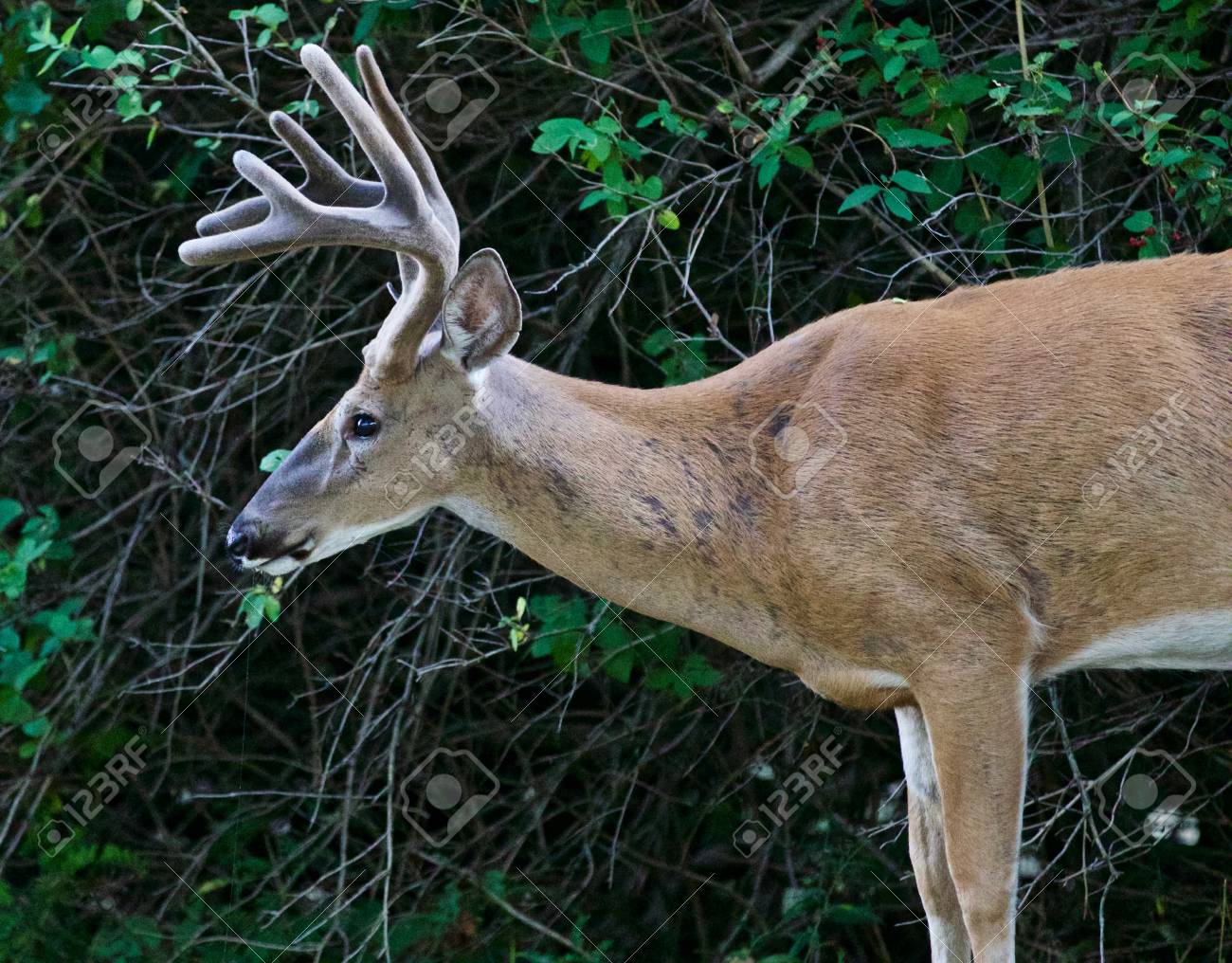 角を持つ野生のオス鹿の美しい分離写真の写真素材・画像素材 Image