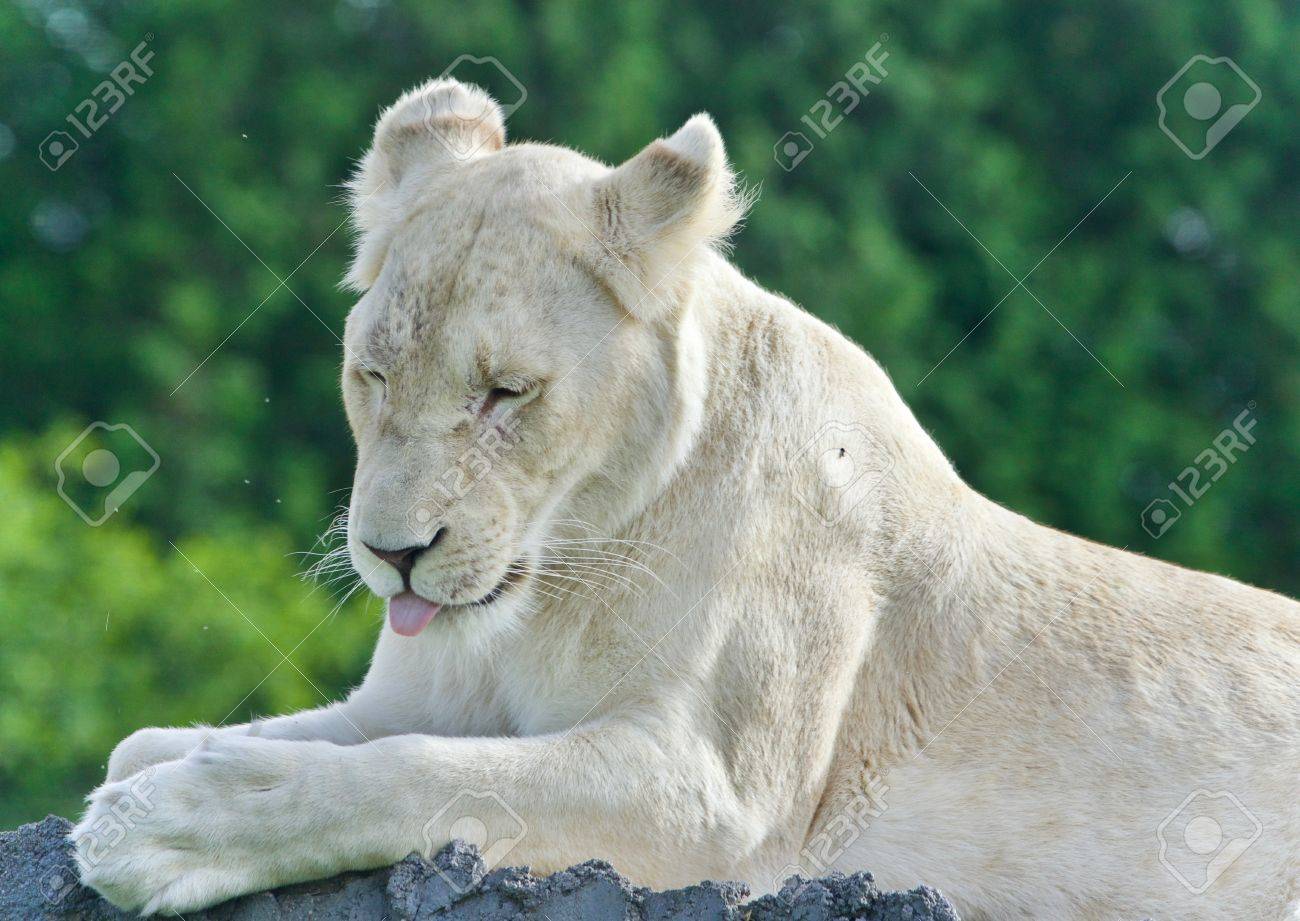 etiam-dictum-ipsum-a-felis