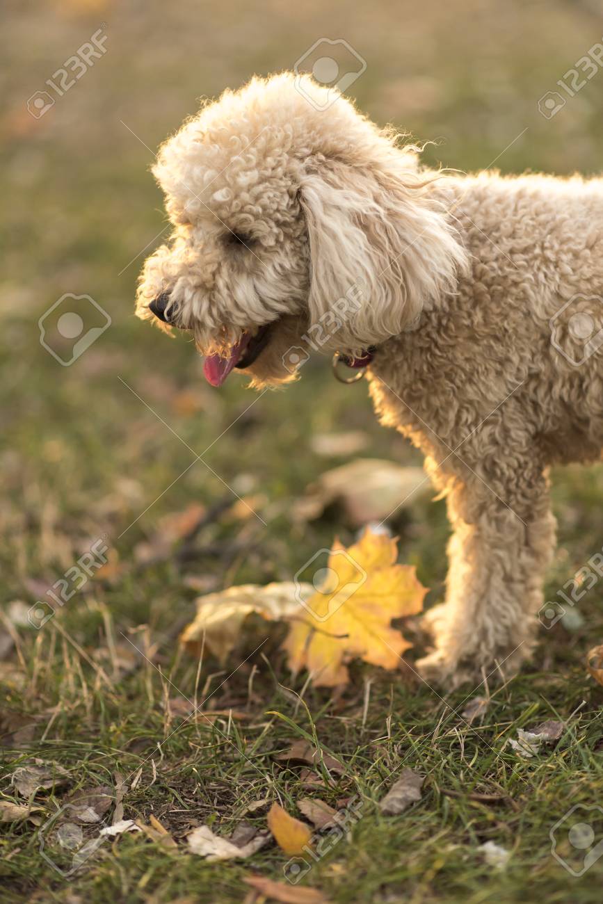 mini poodle golden