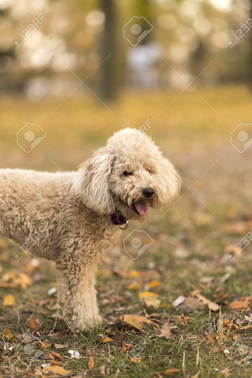 white miniature poodle
