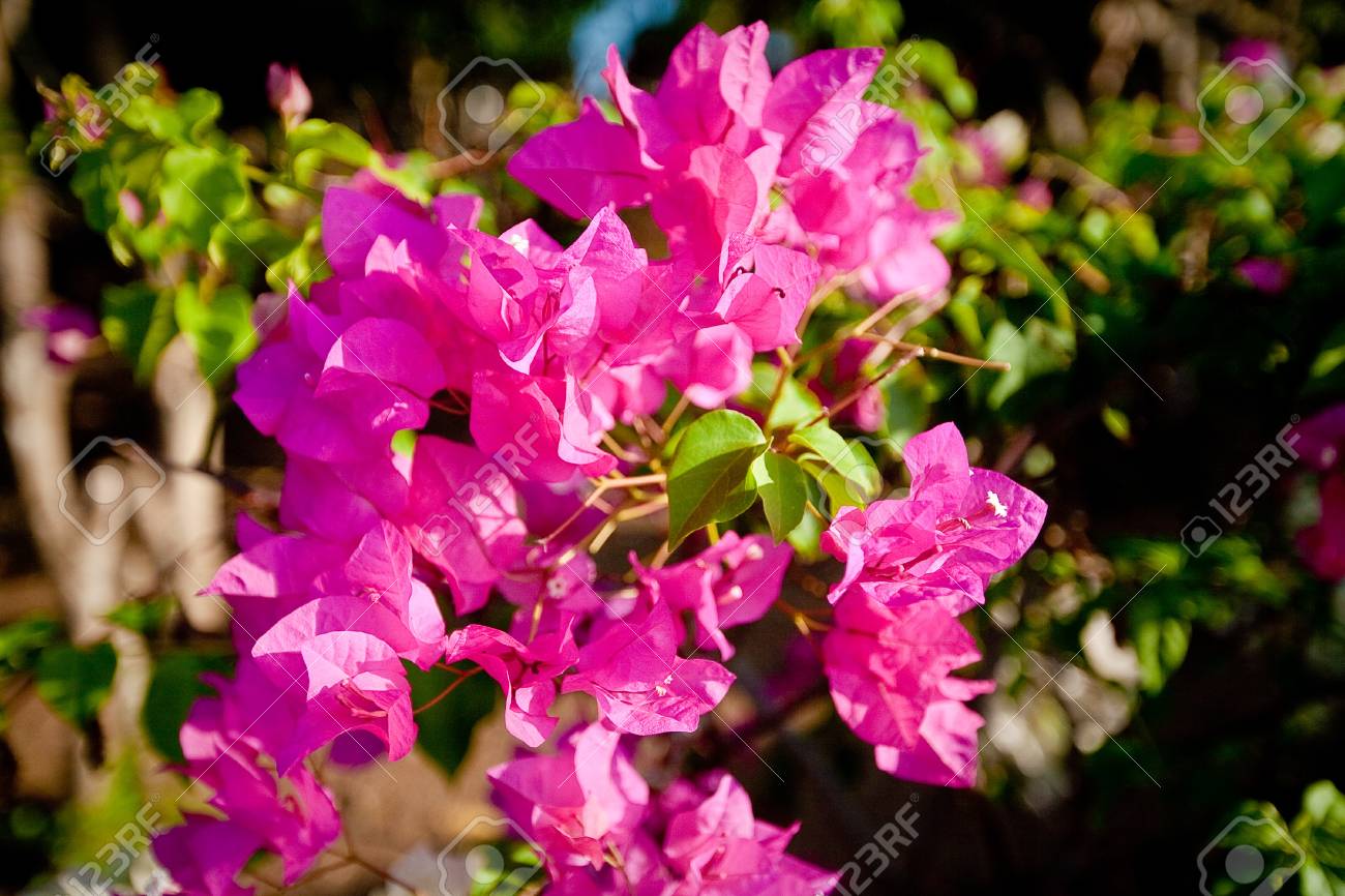 アジアの花 の写真素材 画像素材 Image アジアの花 の写真素材 画像素材 Image