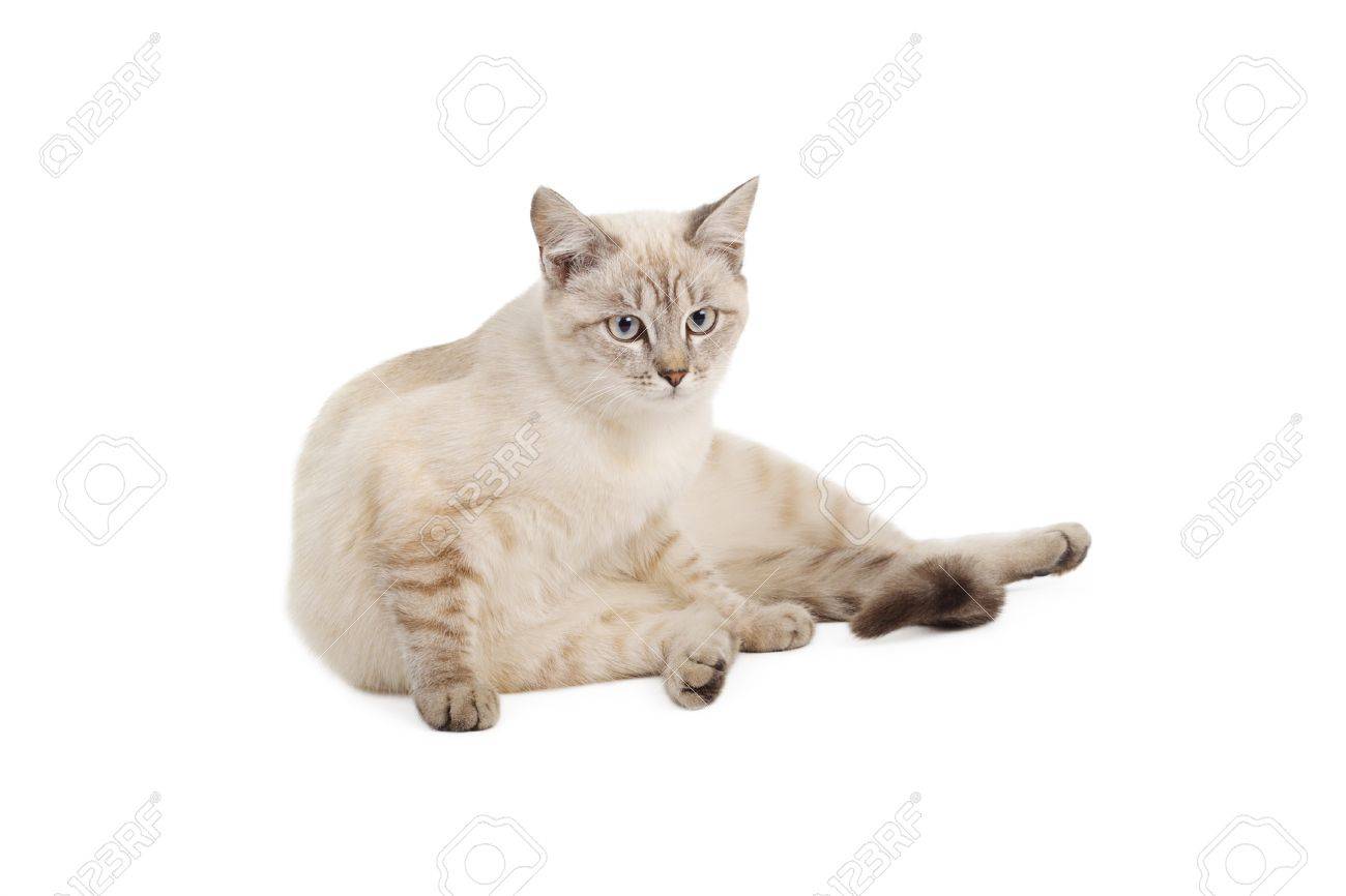 beige and white cat