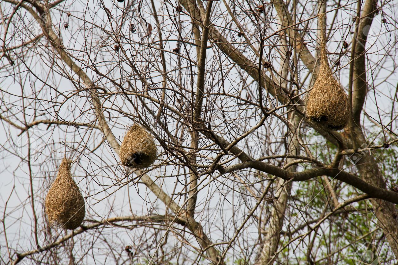 Haced aquí vuestros aportes para el Bestiario 10202281-trois-nids-d-oiseaux-tisserands-suspendu-%C3%A0-l-arbre