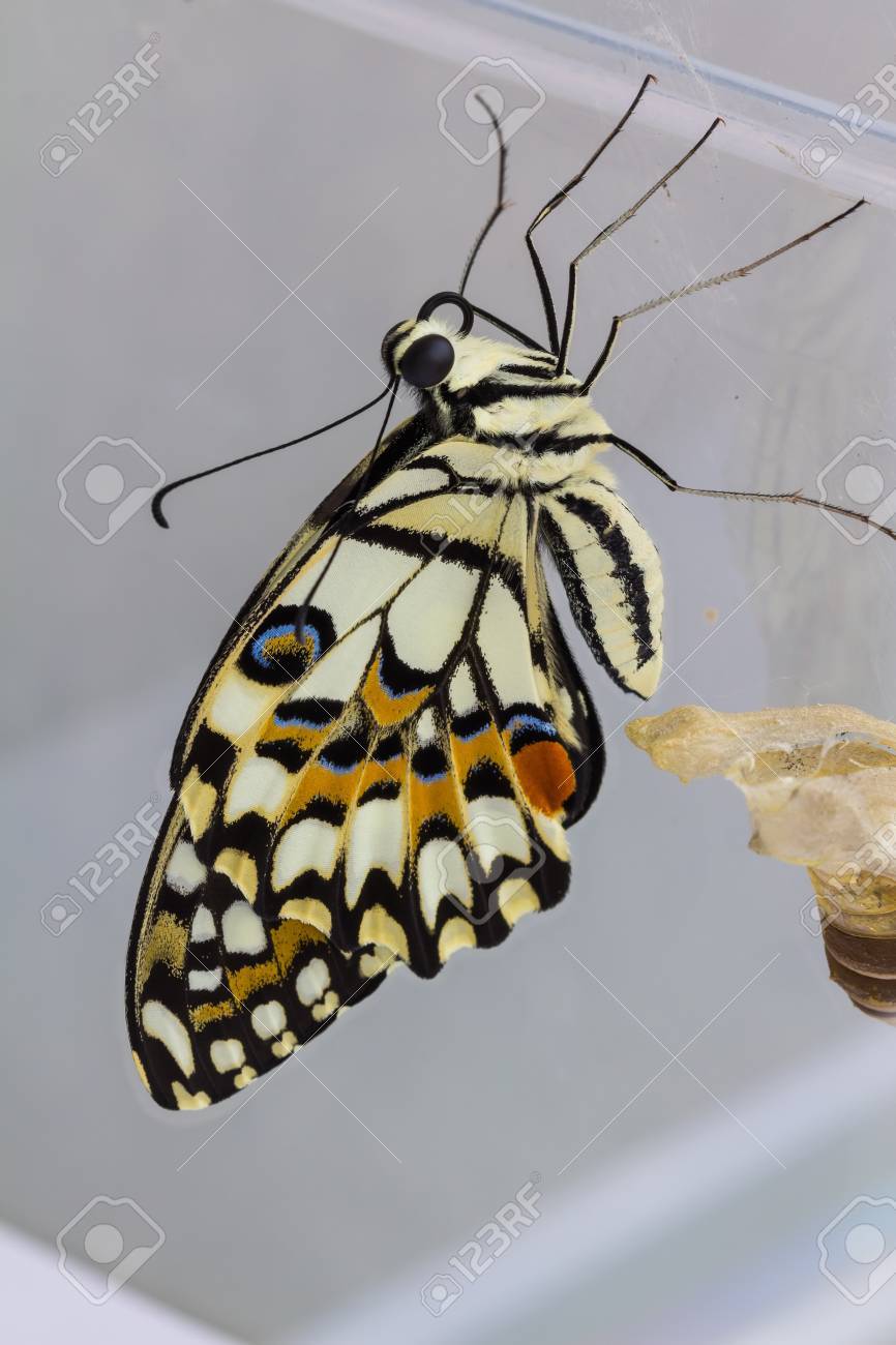 その蛹死体の横にしがみついている生まれたばかりの完全な変態ライム蝶蛹皮のまま の写真素材 画像素材 Image