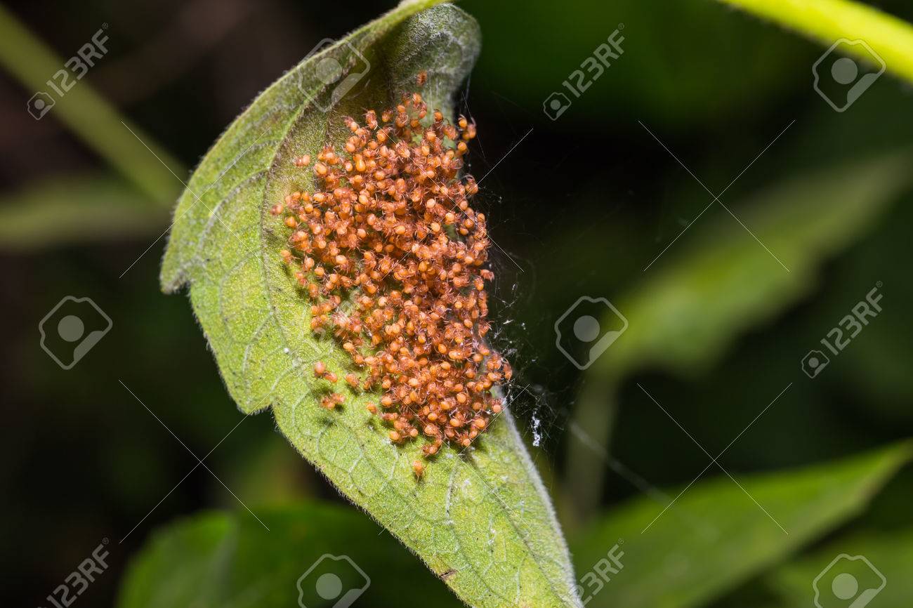 自然の中の緑の葉の上の小さなオレンジ クモのグループ の写真素材 画像素材 Image 3440