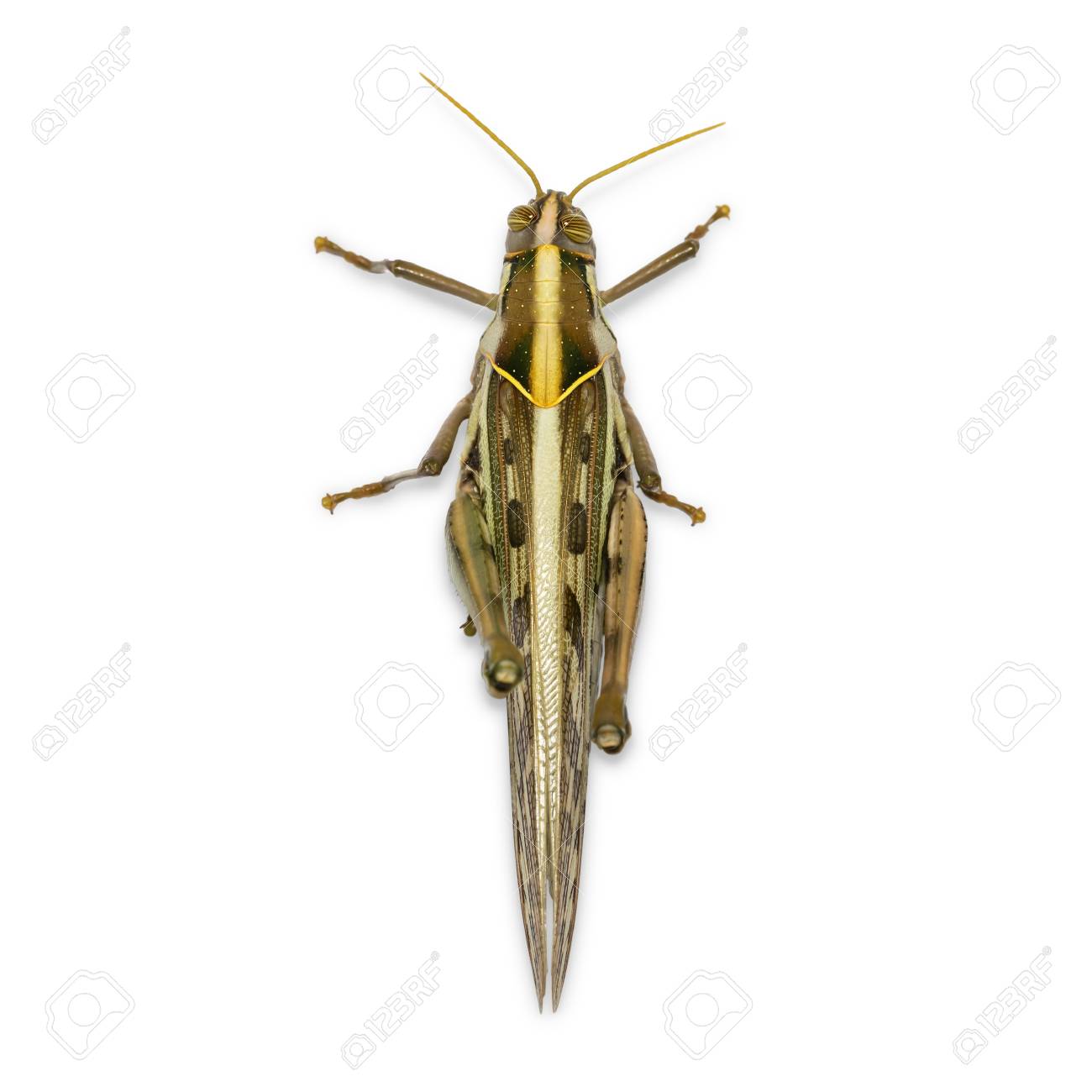 茶色のバッタ 渡り鳥の鳥バッタやブラウンを発見イナゴ Cyrtacanthacris Tatarica をクリッピングパスで白い背景に分離 の写真素材 画像素材 Image