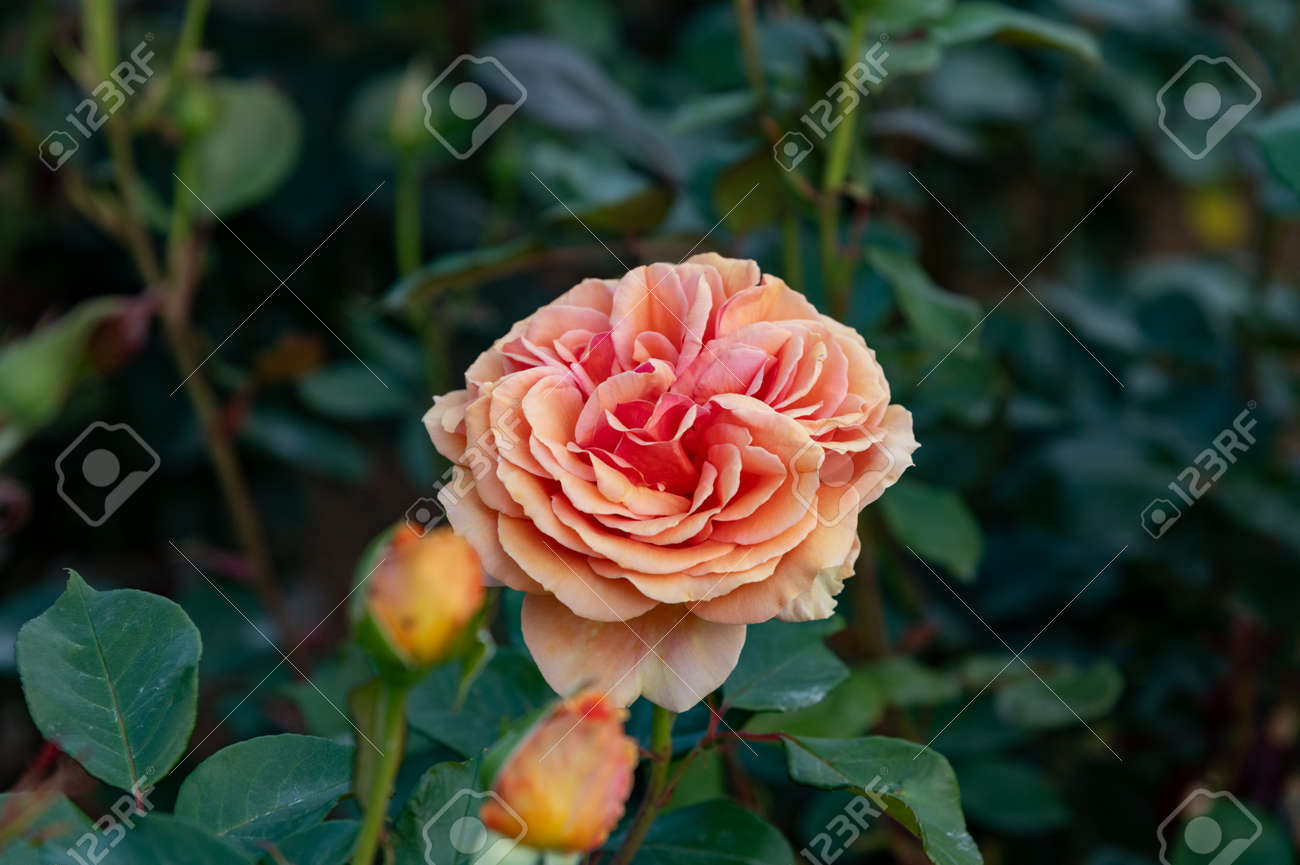 etiam-dictum-ipsum-a-felis