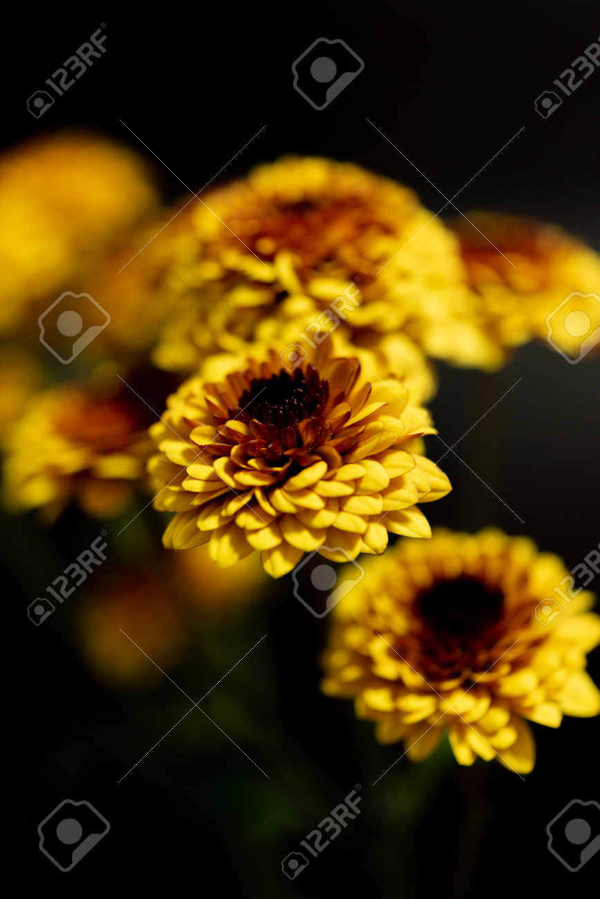 etiam-dictum-ipsum-a-felis