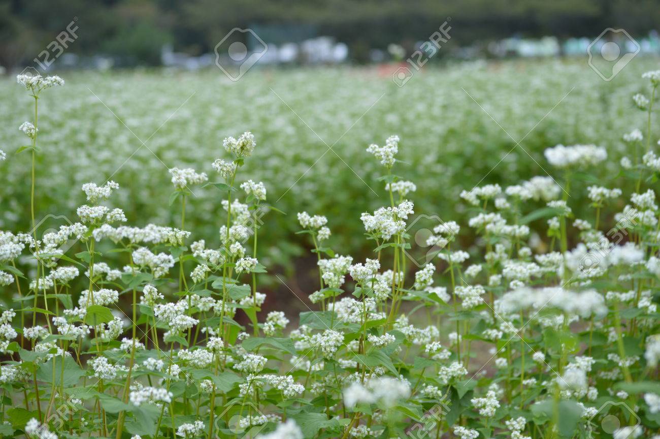 そばの花 の写真素材 画像素材 Image