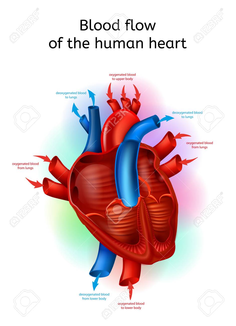 Human Blood Flow Chart