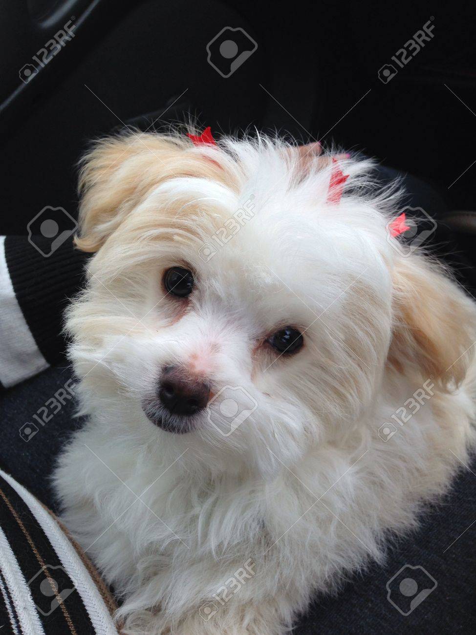 Bebe Chiot Maltais Avec La Couleur De Champagne Au Lieu De Blanc Banque D Images Et Photos Libres De Droits Image Bebe Chiot Maltais Avec La Couleur De Champagne Au Lieu De Blanc Banque D Images Et Photos Libres De Droits Image