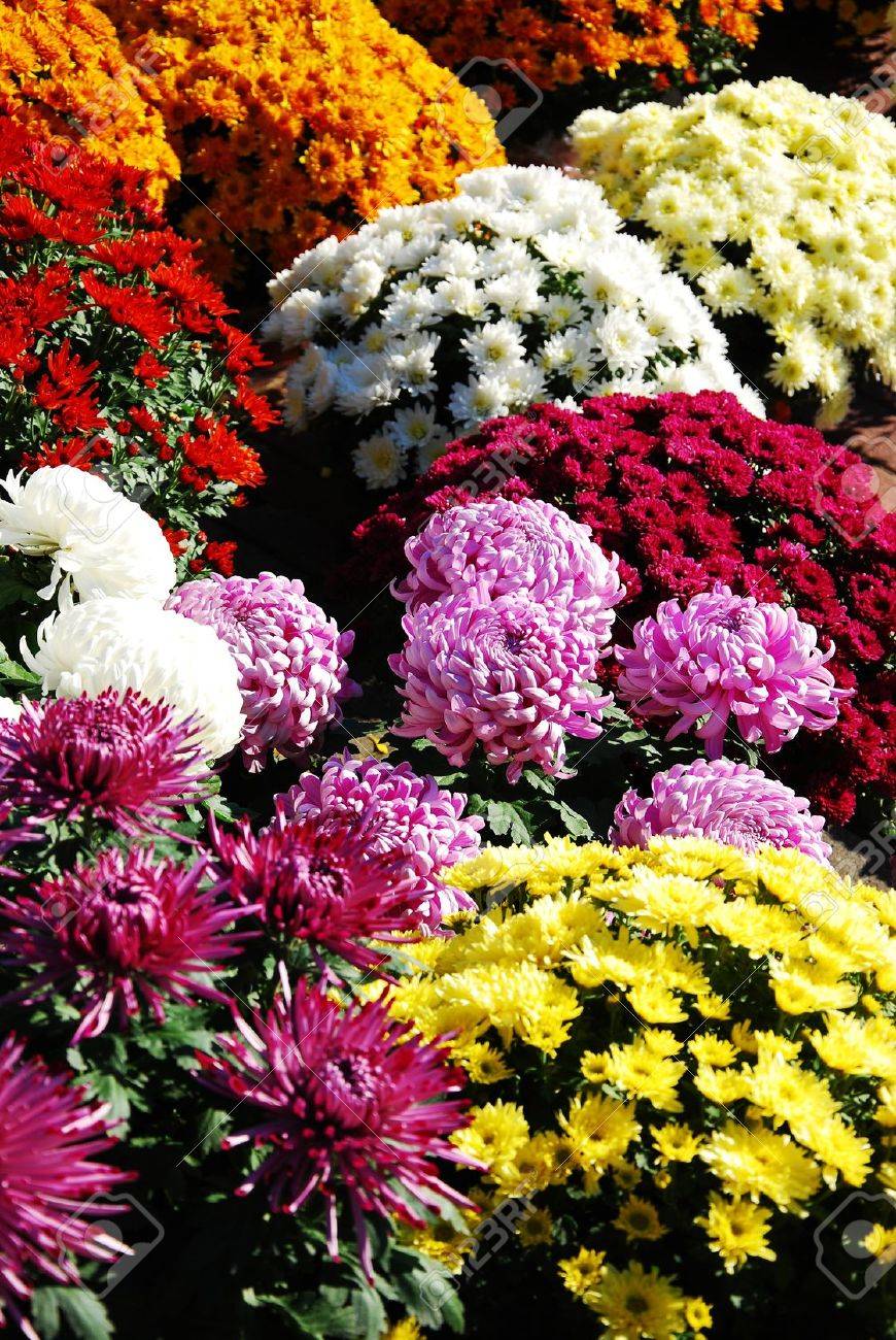 different colors and varieties of chrysanthemums - 15914943 different colors and varieties of chrysanthemums - 15914943
