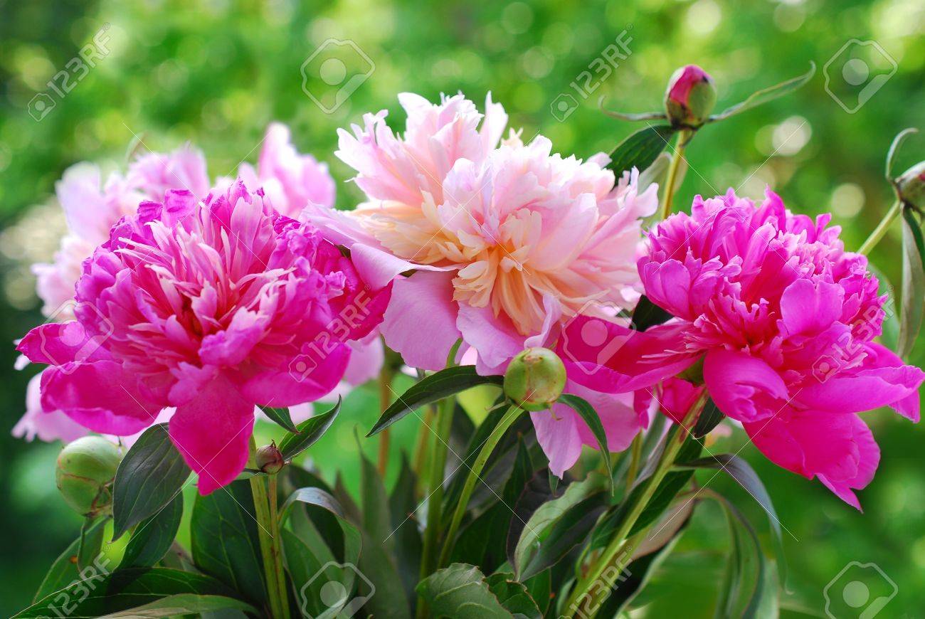 bunch of beautiful pink peony against green garden background - 20369437 bunch of beautiful pink peony against green garden background - 20369437