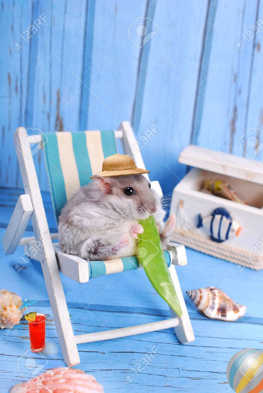 funny hamster wearing hat relaxing on deck chair and eating a pod of green peas - 30020443 funny hamster wearing hat relaxing on deck chair and eating a pod of green peas - 30020443