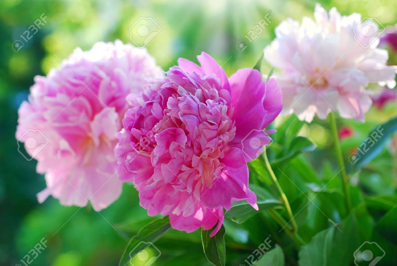 beautiful pink peony blooming in the garden - 41782003 beautiful pink peony blooming in the garden - 41782003