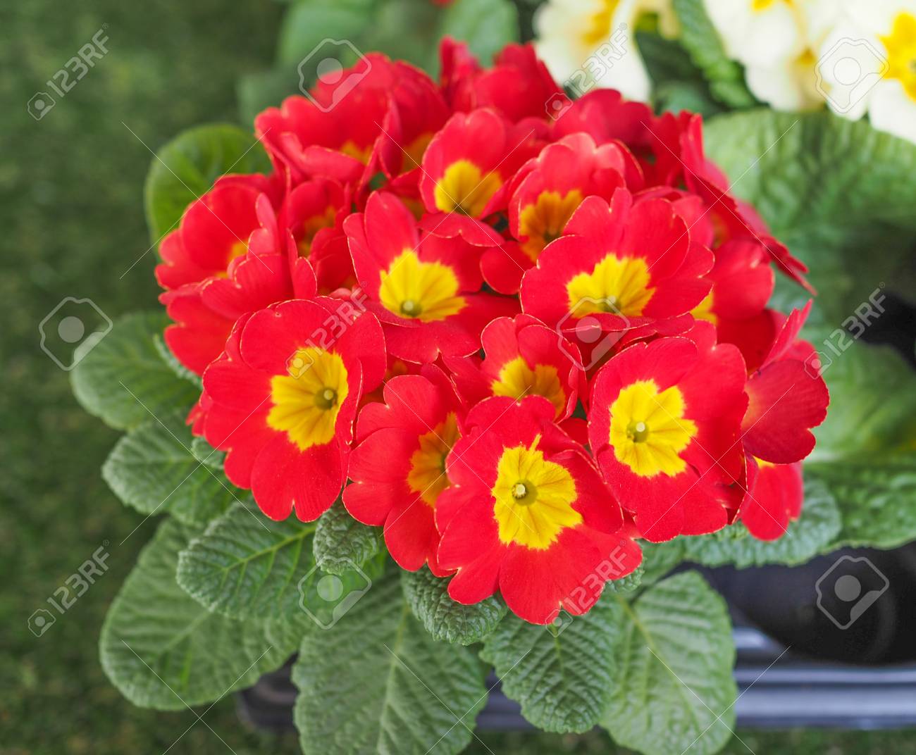 赤プリムローズ別名プリムラは春先に咲く最初の花 の写真素材 画像素材 Image