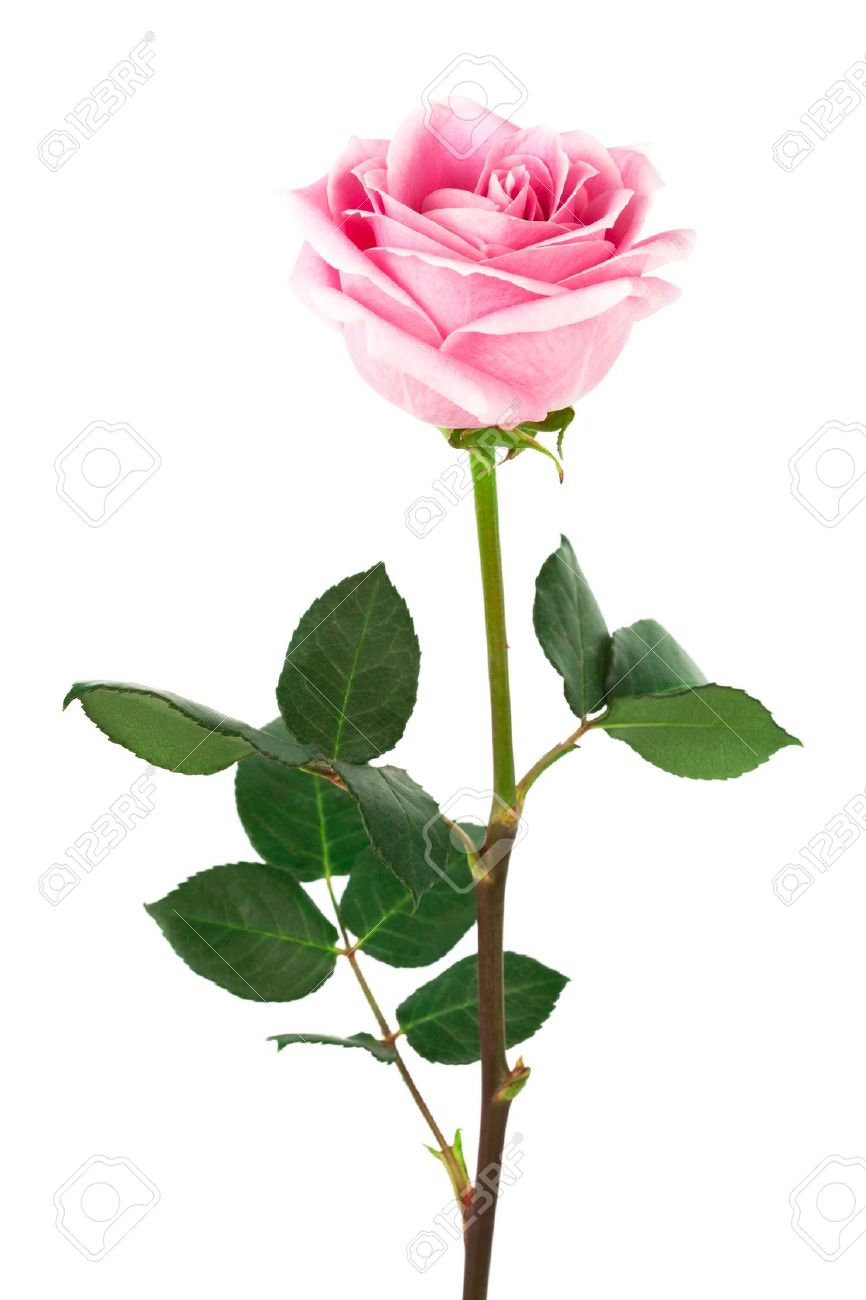 single pink rose on a white background stock photo picture and
