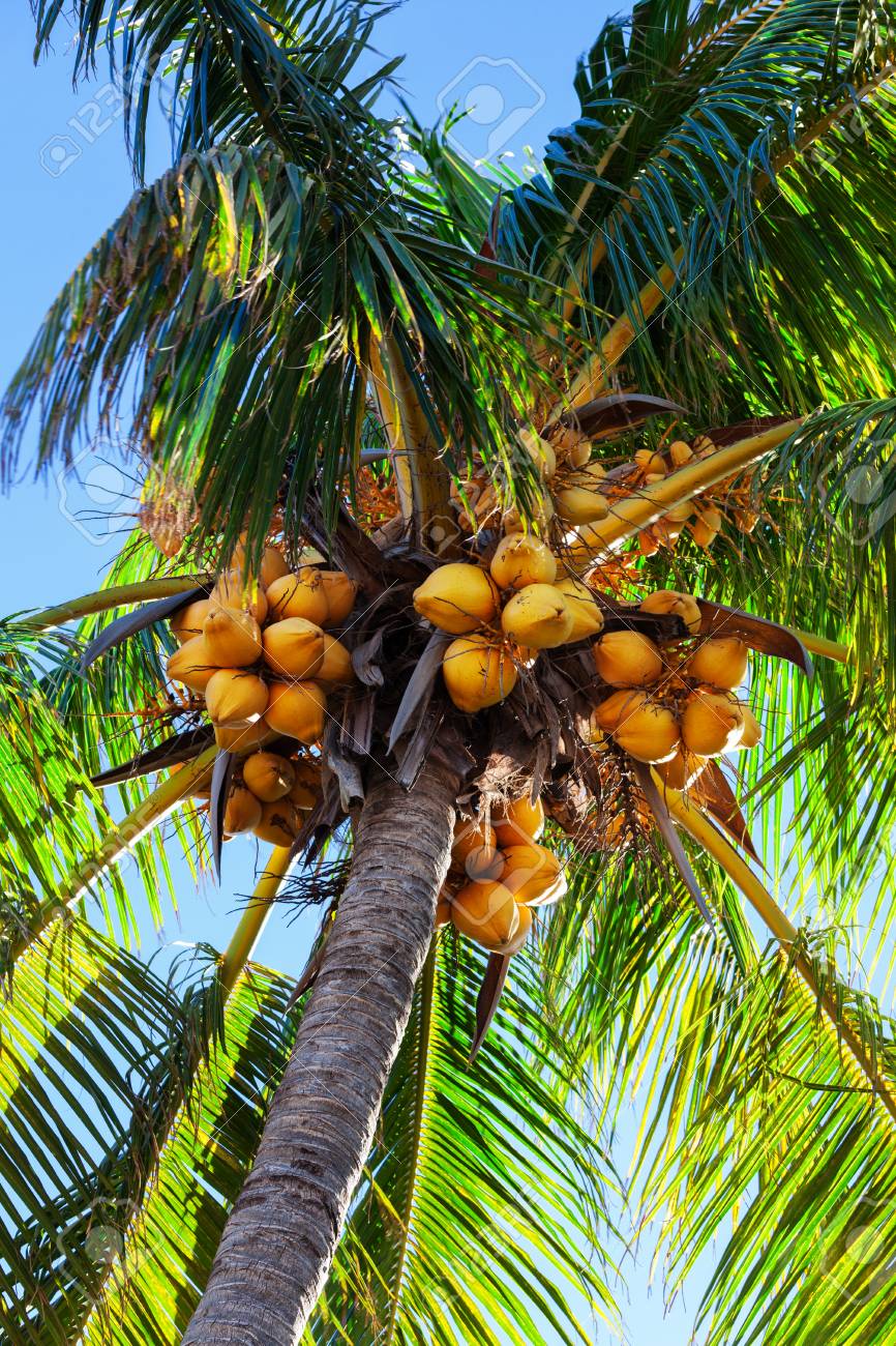 Noix De Coco Sur Un Palmier Sur Une Journee Ensoleillee Banque D Images Et Photos Libres De Droits Image 37046527