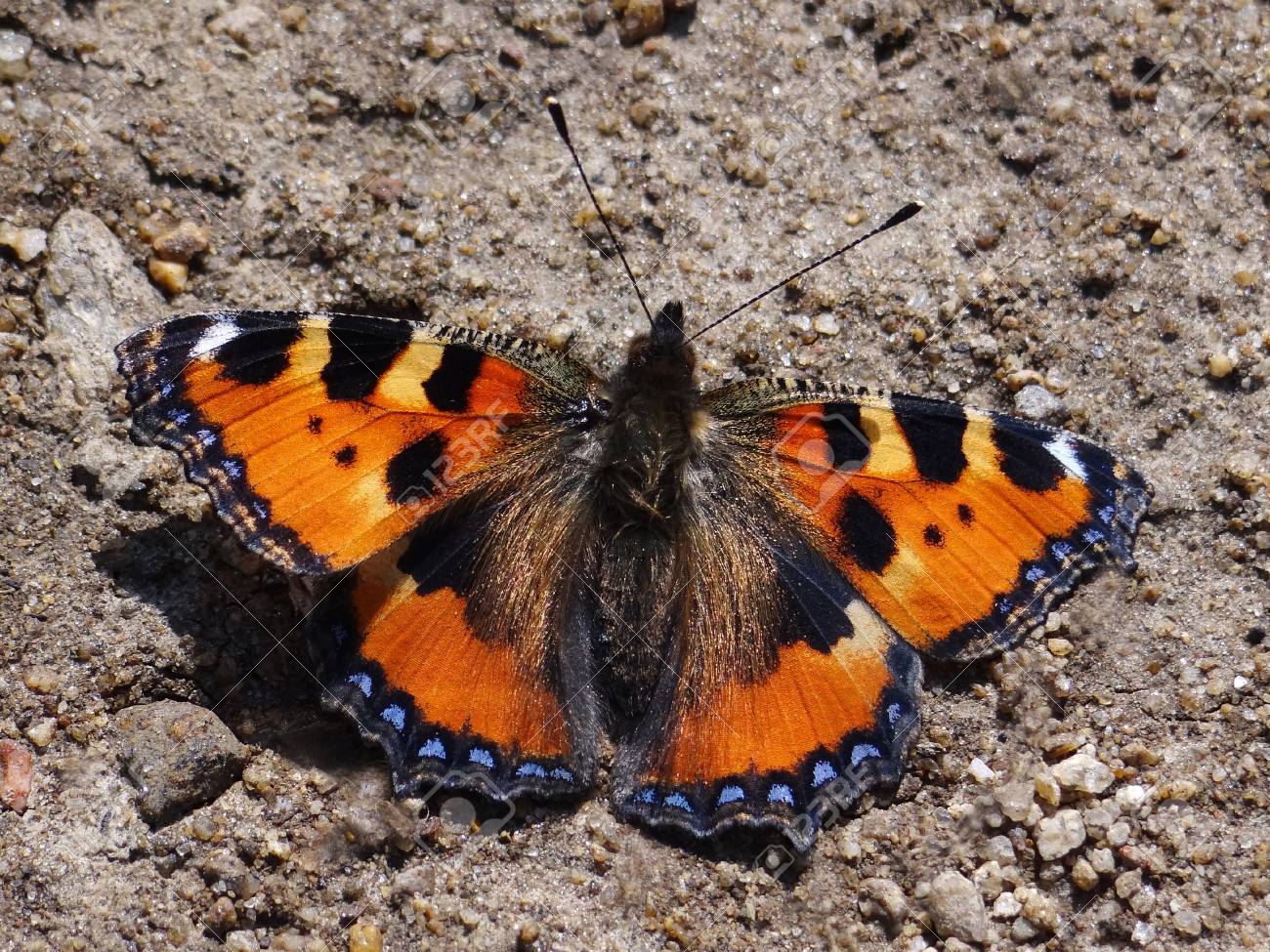 etiam-dictum-ipsum-a-felis