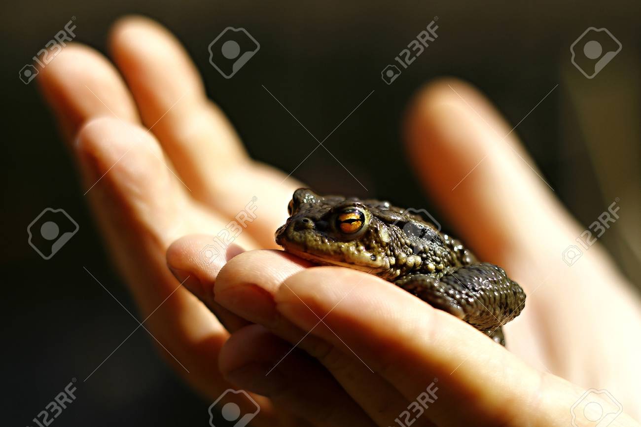 etiam-dictum-ipsum-a-felis