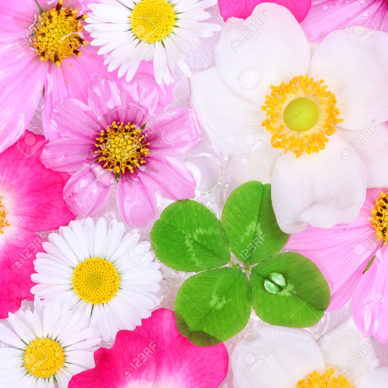 花の背景を持つ四つ葉クローバー の写真素材 画像素材 Image 花の背景を持つ四つ葉クローバー の写真素材 画像素材 Image