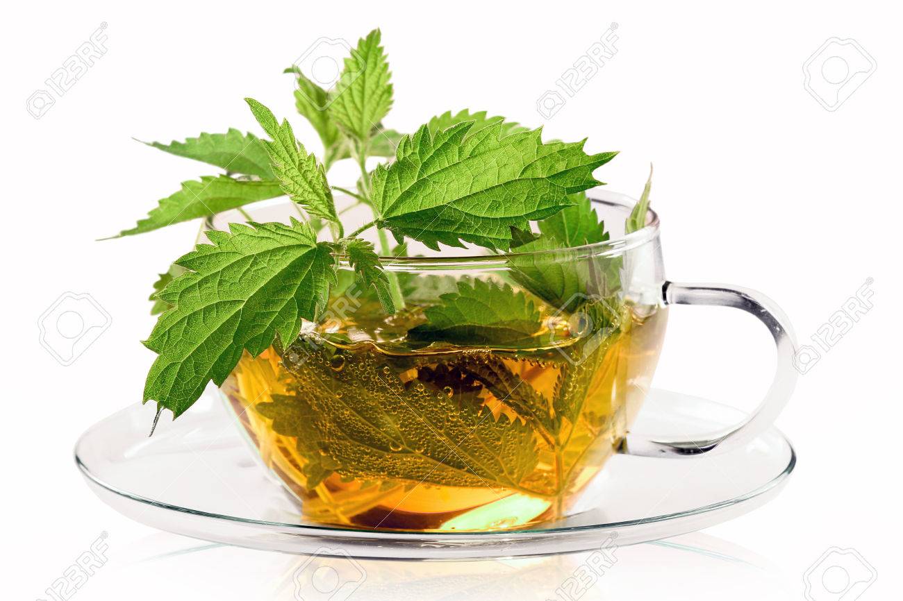 Fresh stinging nettle tea - 61505881 Fresh stinging nettle tea - 61505881