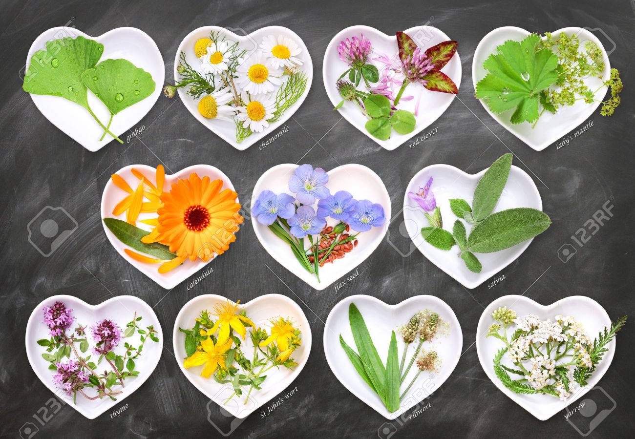 Alternative Medicine with medicinal plants 1 - 62239583 Alternative Medicine with medicinal plants 1 - 62239583