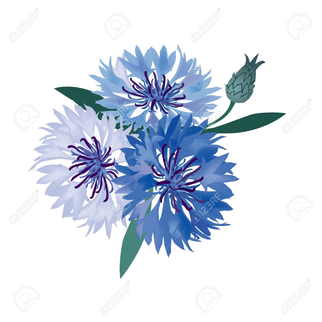 Васильки в векторе Васильки в векторе