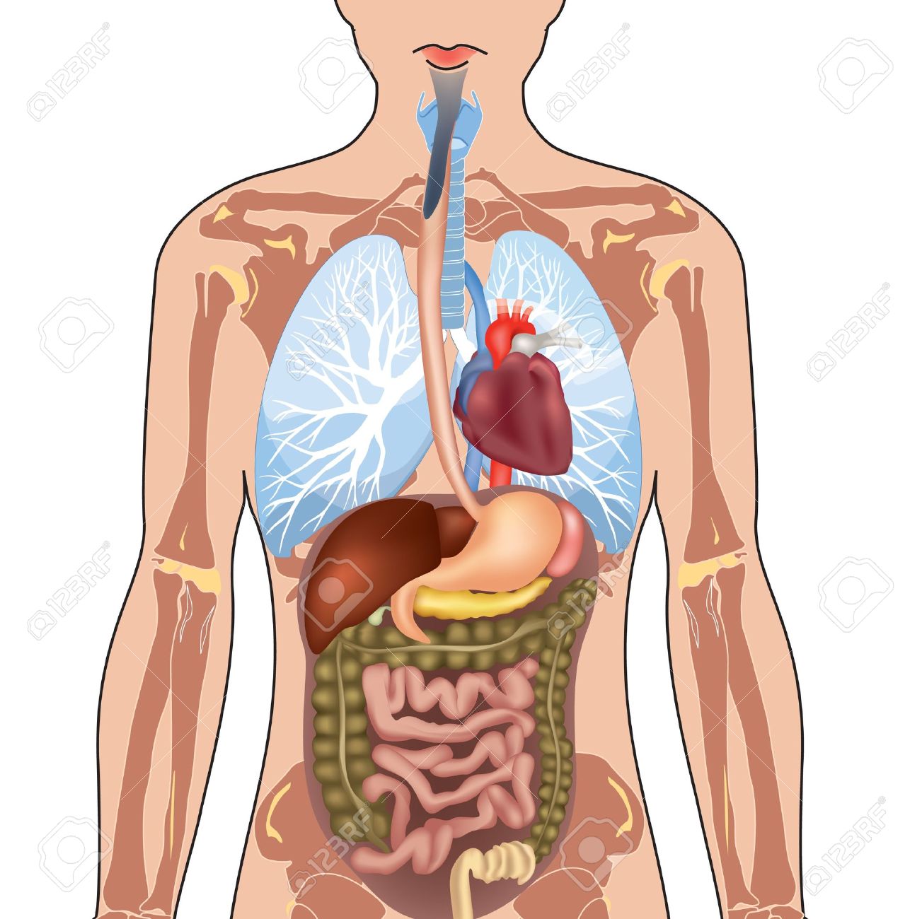 Human Body Anatomy Vector Illustration Isolated On White Background Royalty  Free SVG, Cliparts, Vectors, And Stock Illustration. Image 22204512.