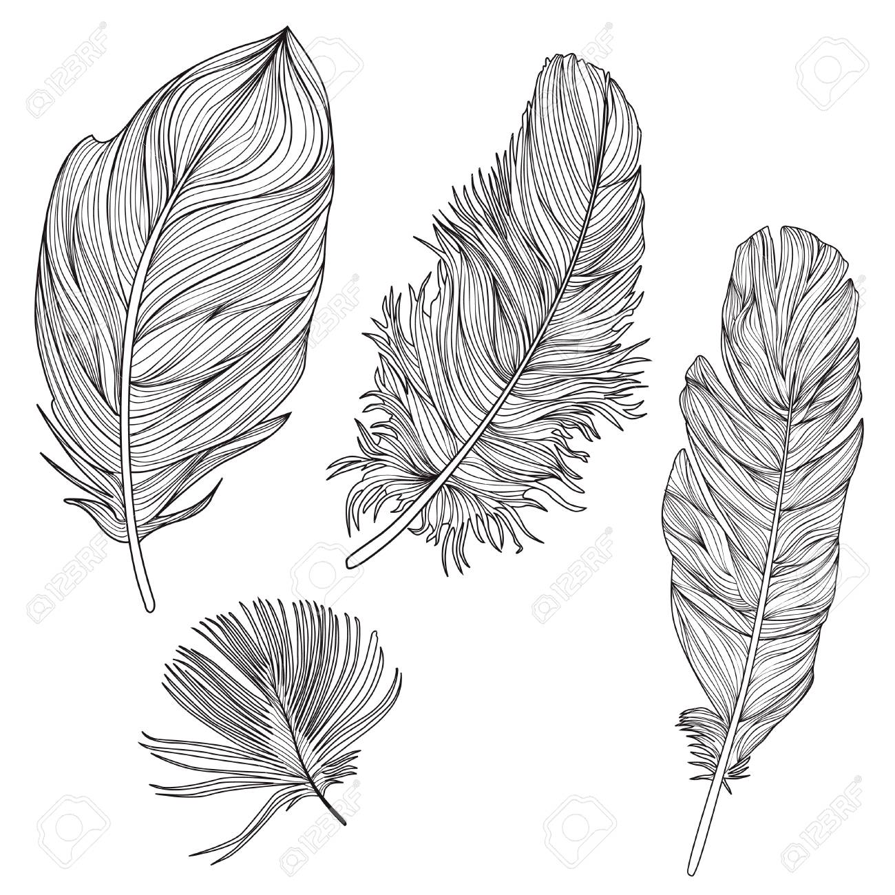 Feather Set Doodle Sketch Feather Collection Royalty Free Cliparts Vectors And Stock Illustration Image Feather Set Doodle Sketch Feather Collection Royalty Free Cliparts Vectors And Stock Illustration Image