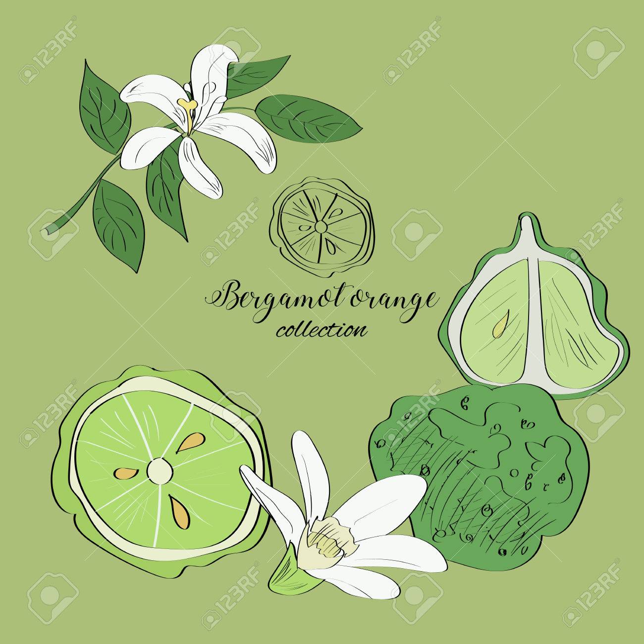 ベルガモット オレンジ色の実や花の描かれた Illustartion を手します のイラスト素材 ベクタ Image