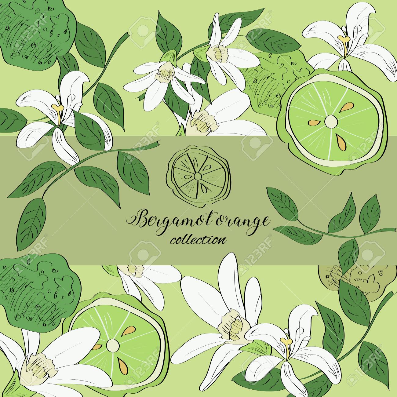 ベルガモット オレンジ色の実や花の描かれた Illustartion を手します のイラスト素材 ベクタ Image