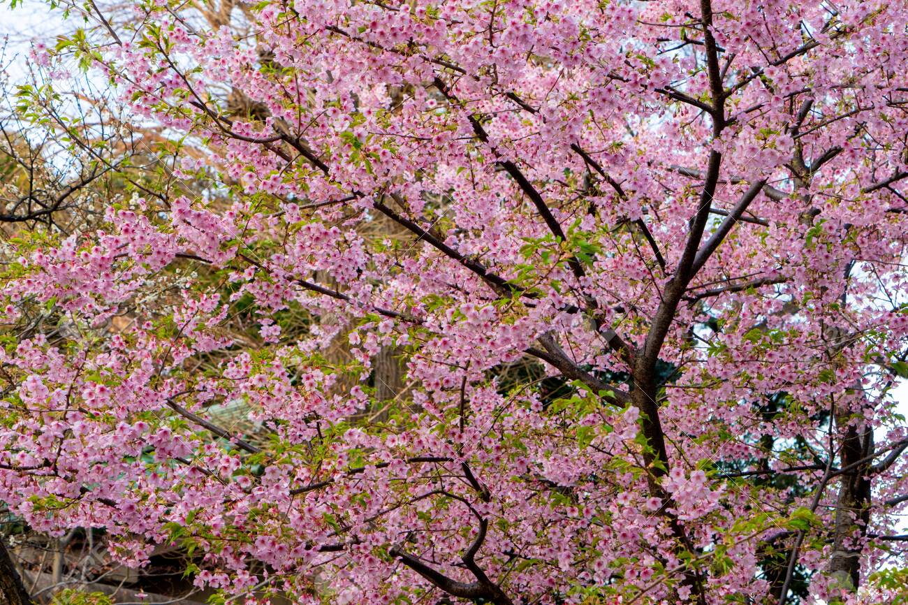 sakura bloom