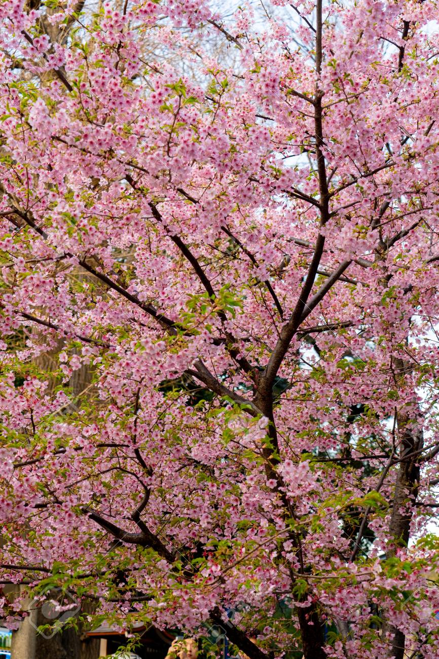 sakura bloom discount