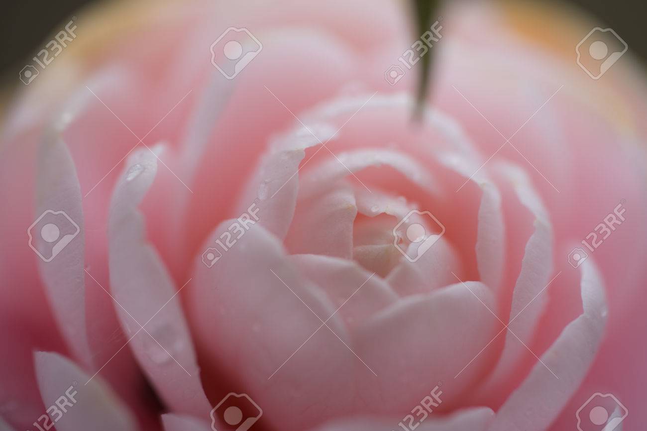 椿の花びら の写真素材 画像素材 Image