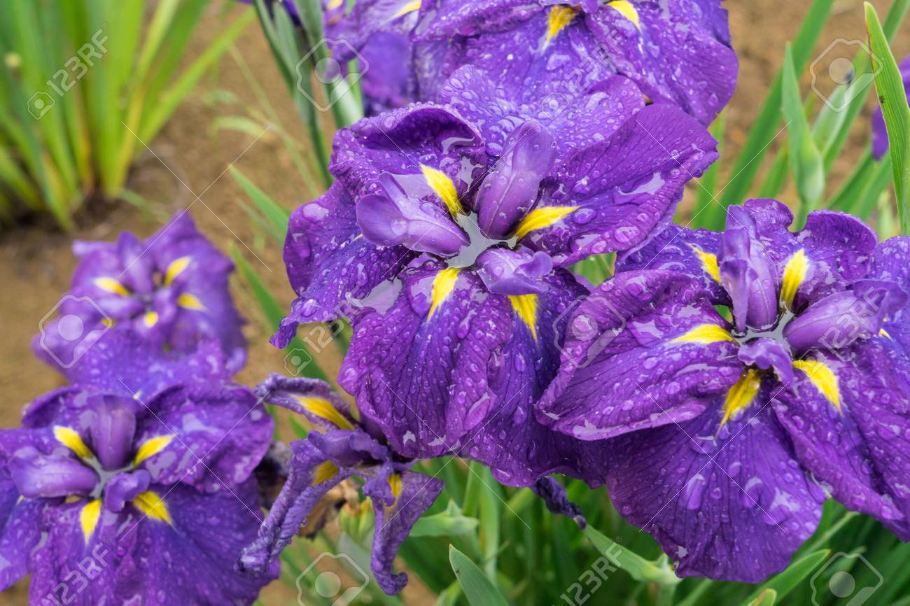 etiam-dictum-ipsum-a-felis