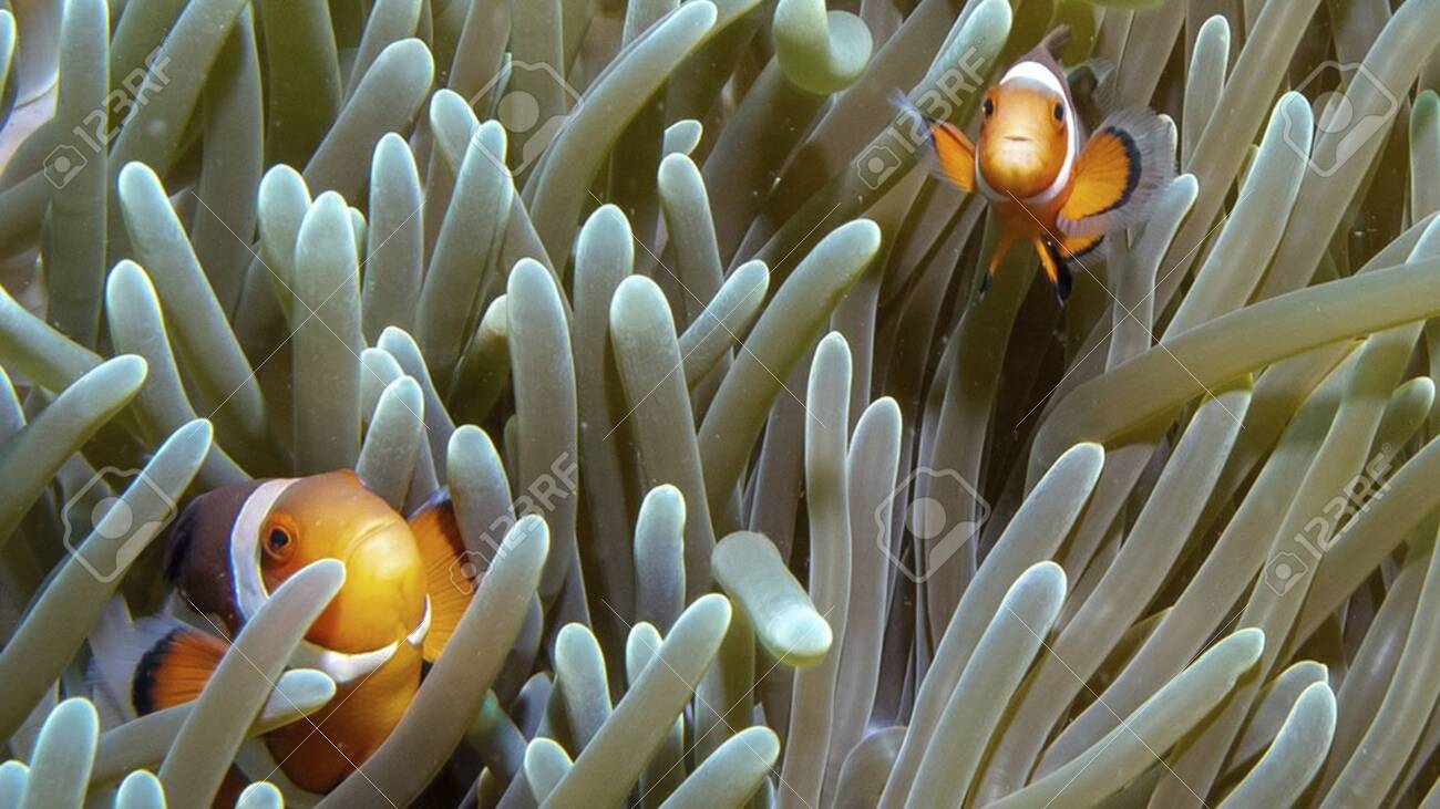 a fish is swimming on the ground between corals - 141716950 a fish is swimming on the ground between corals - 141716950