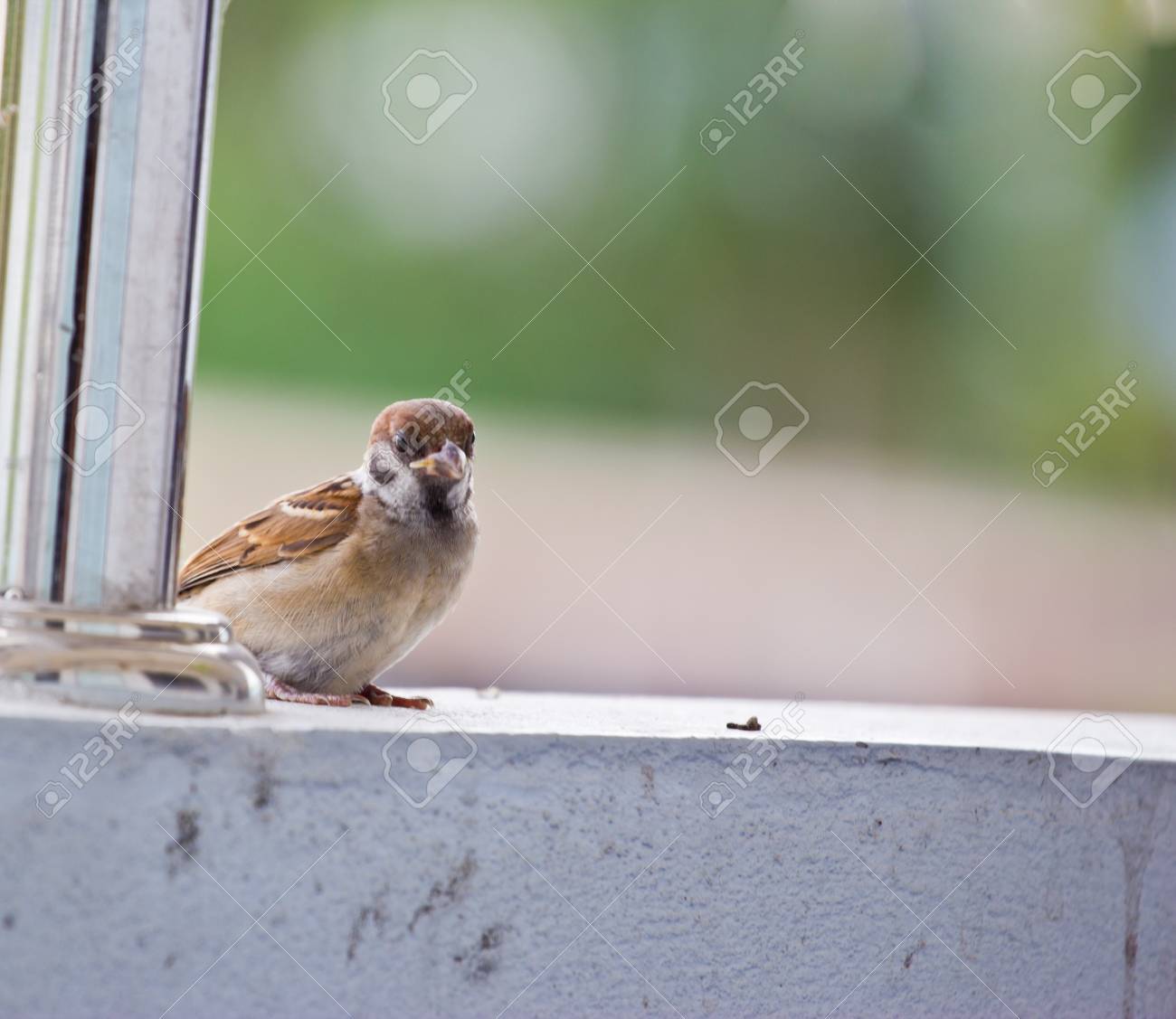 etiam-dictum-ipsum-a-felis