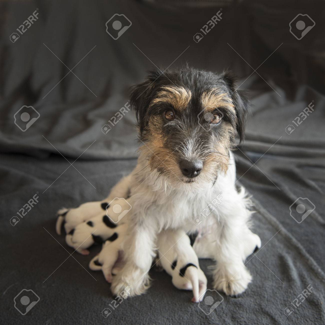 Perros Bebe Recien Nacido Un Dia De Edad Jack Russell Fotos Retratos Imagenes Y Fotografia De Archivo Libres De Derecho Image
