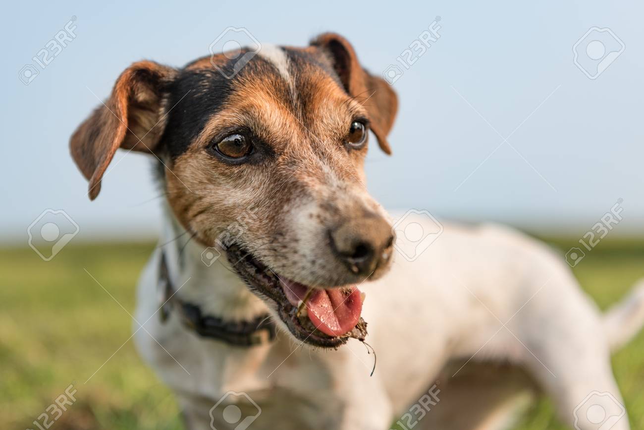 smooth russell terrier