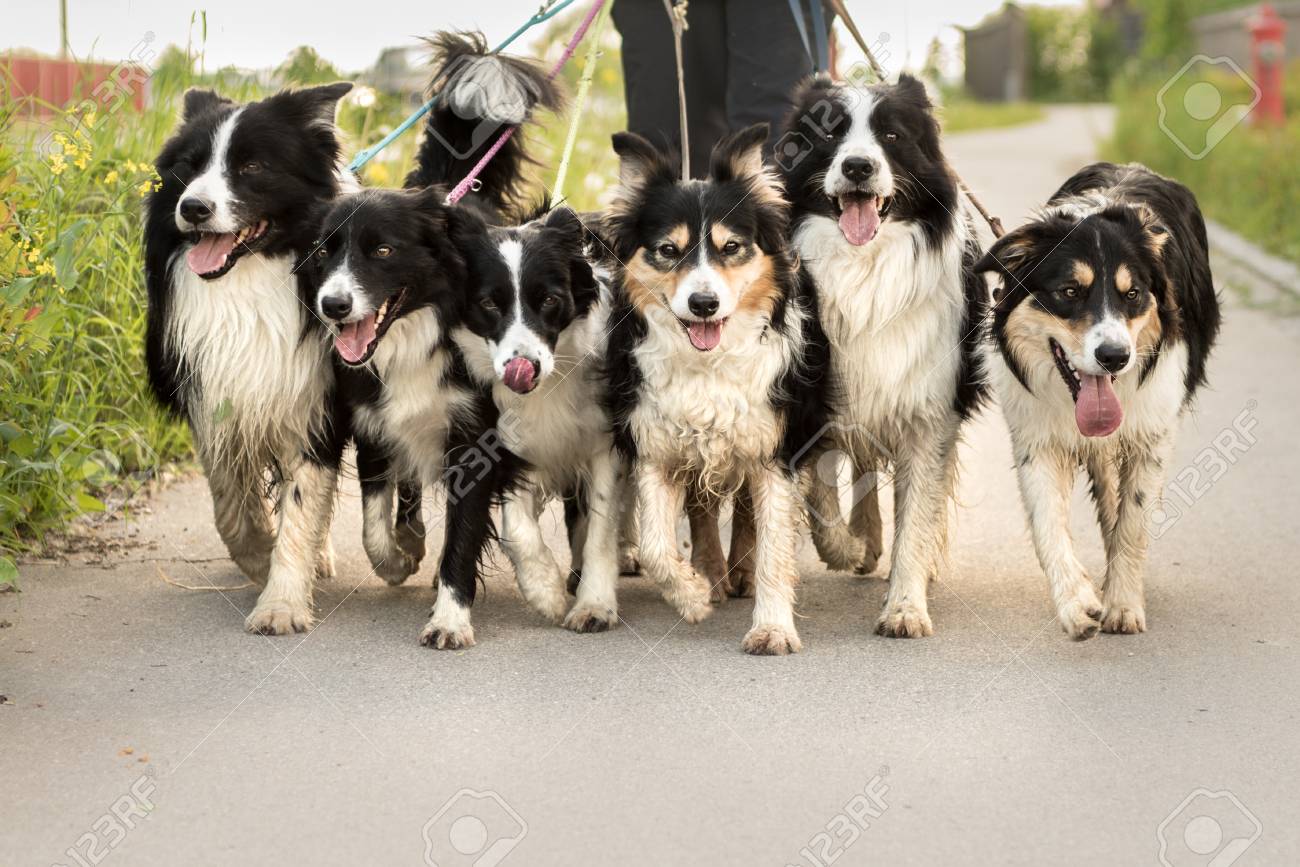 border collie groups near me