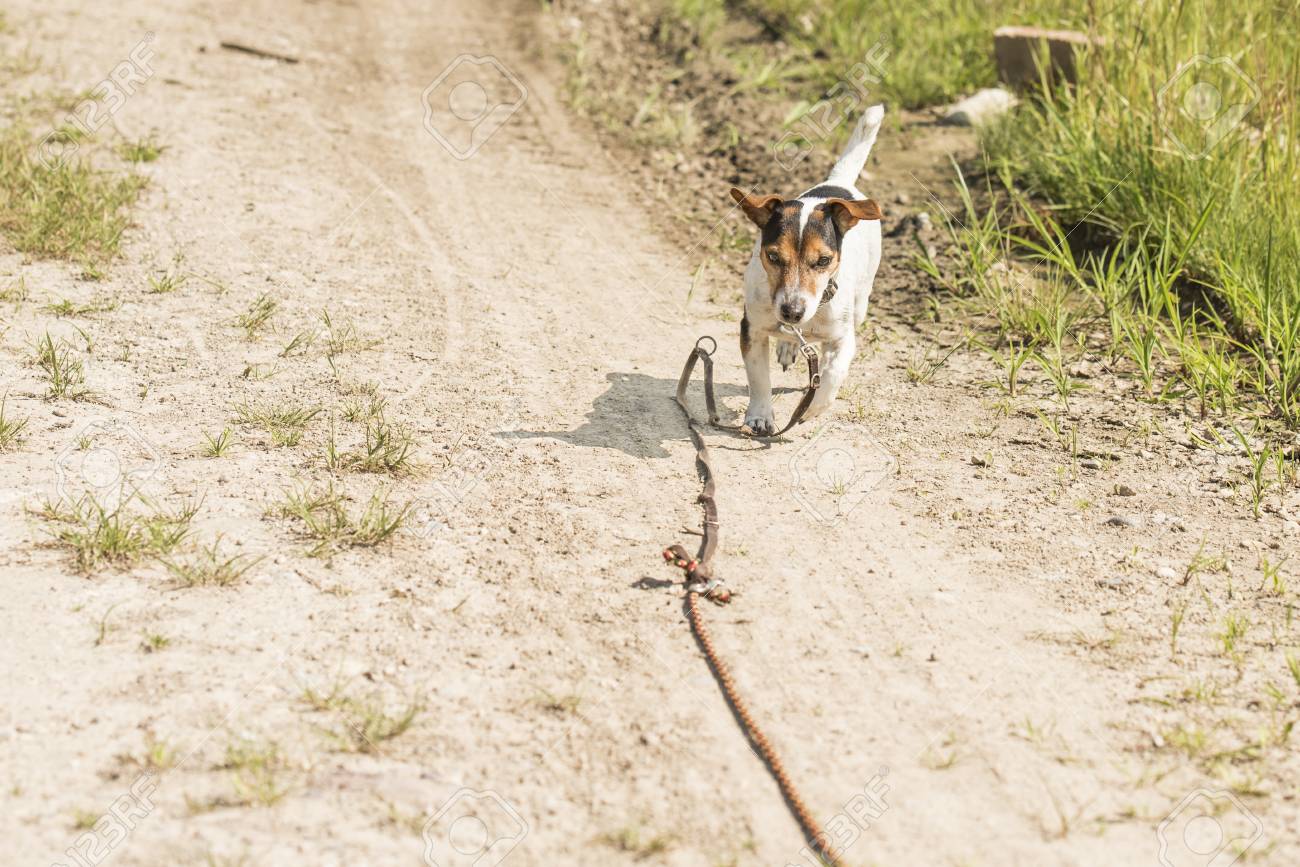 長いリードトレーリング上の小さな犬 不従順なジャックラッセルテリア犬のための訓練 の写真素材 画像素材 Image