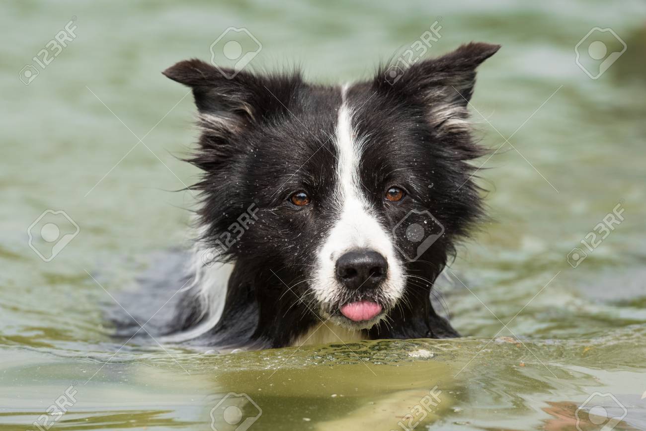 border collies and water