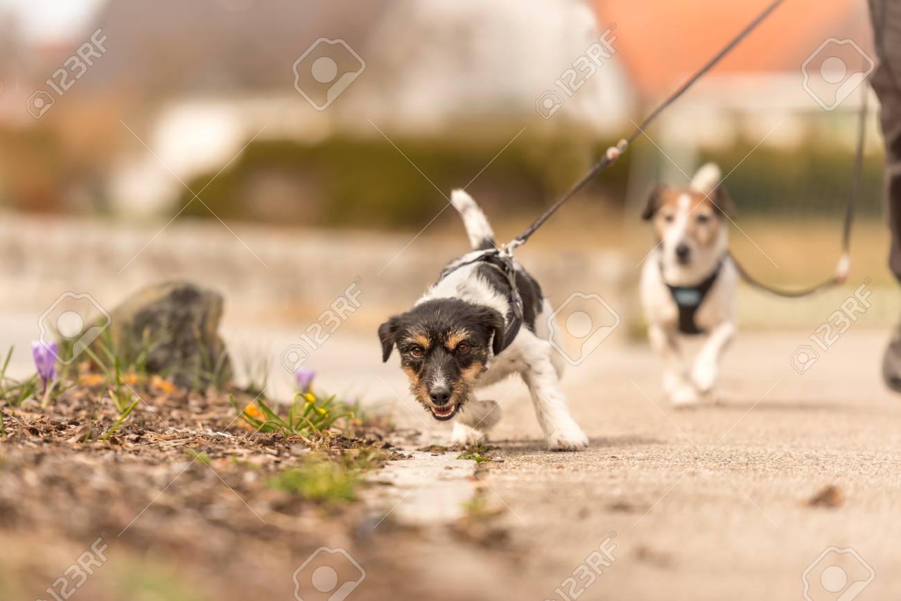 dog pulls on leash while walking