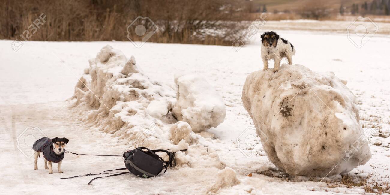 jack russell backpack
