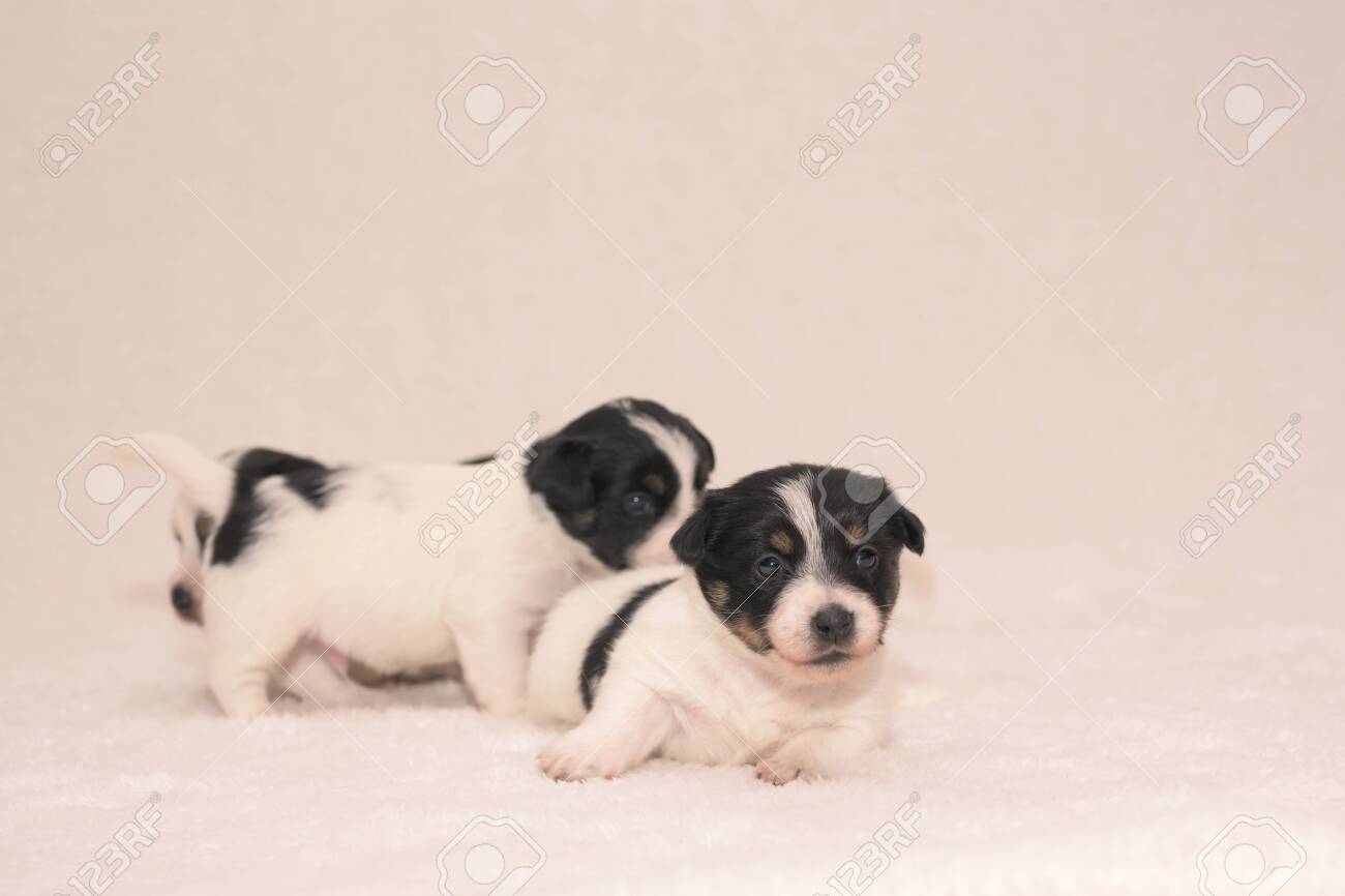 tiny jack russell